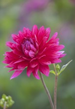 Red dahlia in full bloom against blurred green background, Palatinate, Rhineland-Palatinate,