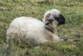 Walliser Schwarznasenschaf, Oberstdorf, Oberallgäu, Allgäu, Bavaria, Germany