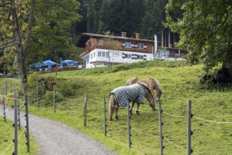 Horses in the pasture, behind Berggasthof Bergkristall, Oberstdorf, Oberallgäu, Allgäu, Bavaria,