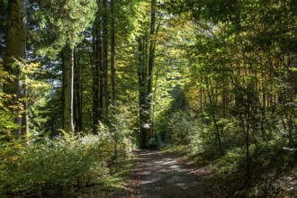 Herbstwald bei Schwand, Stillachtal, Oberstdorf, Oberallgäu, Allgäu, Bavaria, Germany