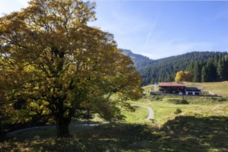 Autumn-colored sycamore tree, in the back Berggasthof Hochleite, near Schwand, Stillachtal,