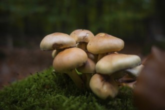 A group of mushrooms stands in the Bad Homburg City Forest, Stadtwald, Bad Homburg, Hesse, Germany