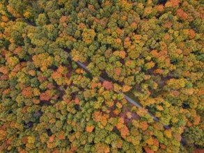 The leaves of the trees in the Bad Homburg city forest turned colorful in autumn. (aerial view with