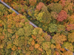 Two joggers run through the autumn-colored Bad Homburg city forest. (aerial view with a drone),