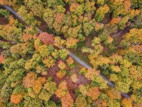 A cyclist rides through the autumn-colored Bad Homburg city forest. (aerial view with a drone),