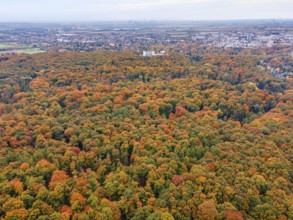 Behind the colorful autumn trees of the Bad Homburg City Forest, the skyscrapers of Frankfurt's