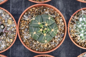 Top view of small 'Ferocactus Emoryi Ionis Rectispinus' cactus in flower pot with stones. Also