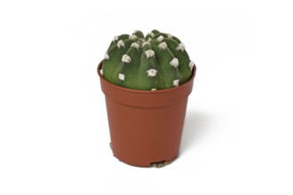 Small 'Lobivia subdenudata' Domino Cactus houseplant in flower pot on white background