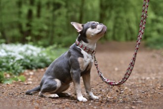 French Bulldog dog with long healthy nose, tail, paracord collar and leash sitting in forest