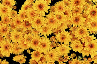 Top view of many yellow chrysanthemums flowers