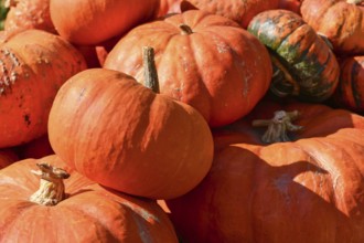 Large red Cinderella pumpkins piled at sunny farmers market in autumn