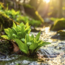 Beautiful spring detailed stream of fresh water, vibrant blooming young green plants, wallpaper