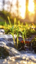 Beautiful spring detailed stream of fresh water, vibrant blooming young green plants, wallpaper