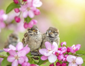 Small funny Sparrow Chicks sit in the garden surrounded by pink Apple blossoms on a Sunny may day,