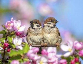 Small funny Sparrow Chicks sit in the garden surrounded by pink Apple blossoms on a Sunny may day,