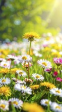 A sunny meadow with daisies in full bloom under bright sunlight, creating a vibrant and cheerful