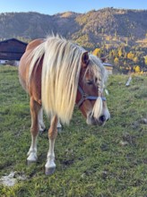 Horse walks across a pasture, green and colorful mountain slopes behind it, autumn, braid,