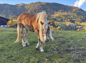 Horse walks across a pasture, behind it green and colorful mountain slopes, braid, haircut,