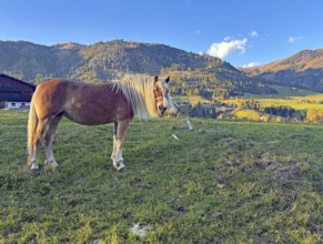 Brown horse standing peacefully on a pasture in front of mountain landscape, braid, haircut,