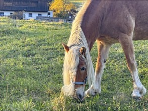 Horse eating grass in a pasture, picturesque farmhouse in the background, braid, hairstyle,