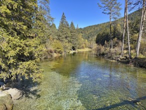 Small river flows through a forest with clear water and surrounded by trees, Lake Toblach, Lake