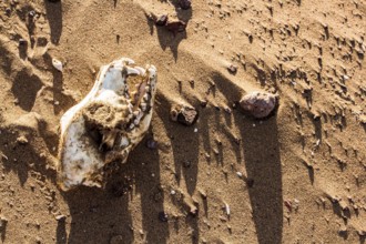 Skull of a dog on the sand at Atacama Desert. Iquique, Tarapaca Region, Chile. 19.11.15