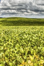 Plantação de soja no Assentamento da Fronteira. Dionísio Cerqueira, Santa Catarina, Brasil. /
