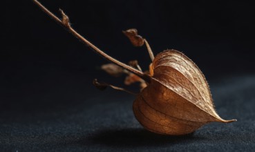 A leaf is on a black background. The leaf is brown and has a heart shape. The leaf is alone and not