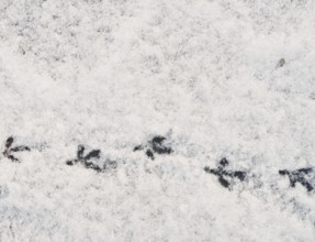 Bird traces on fresh snow