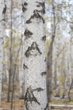 Birch tree against autumn forest