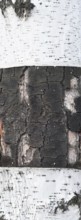 Birch bark background