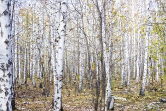 Winter birch forest