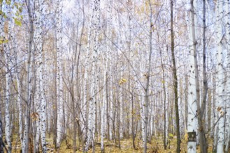 Autumn birch forest