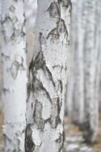 Winter birch forest