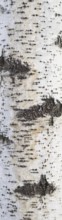 Dirty birch bark texture