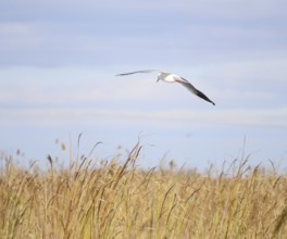 Gull in the sky