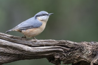 Nuthatch (Sitta europaea), Emsland, Lower Saxony, Germany