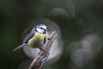 Blue tit (Parus caerulea), Emsland, Lower Saxony, Germany