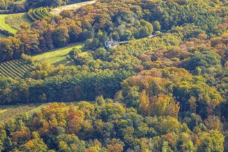 Aerial view, house surrounded by autumn forest, baldeney miniatures and Shetland horse breeders on