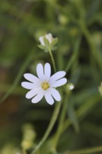 Large starweed (Stella holostea), blooming in the forest, close-up, spring, Wilnsdorf, North