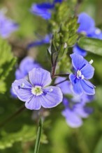 Gamander Speedwell (Veronica chamaedrys), loyal to men, blossoms in a deciduous forest, blue