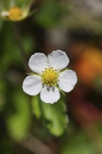 Forest strawberry (Fragaria vesca), in bloom, wild strawberry blossom, close-up, Wilnsdorf, North