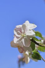 Apple blossoms (Malus), white open flower with blue sky in the background, close-up, Wilnsdorf,