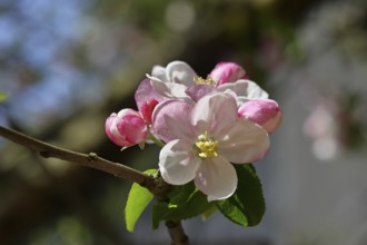 Apple blossoms (Malus), red flowers that are still closed and white open flowers with bokeh in the