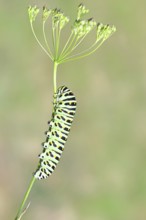 Swallowtail caterpillar (Papilio machaon), caterpillar sitting on wild carrot (Daucus carota),