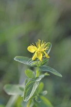 St. John's wort (Hypericum perforatum), spotted St. John's wort or common St. John's wort