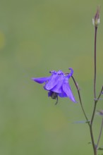 Common columbine (Aquilegia vulgaris), blue flower at the edge of the forest, Wilnsdorf, North