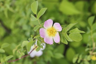Dog Rose (Rosa canina), Dog Rose, Wild Rose, Rose Hip, Blossom, Wilnsdorf, North Rhine-Westphalia,