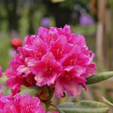 Rhododendron flowers (Rhododendron Homer), red flowers, in a garden, Wilndorf,