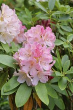 Rhododendron flowers (Rhododendron Homer), salmon-colored flowers, in a garden, Wilndorf, North